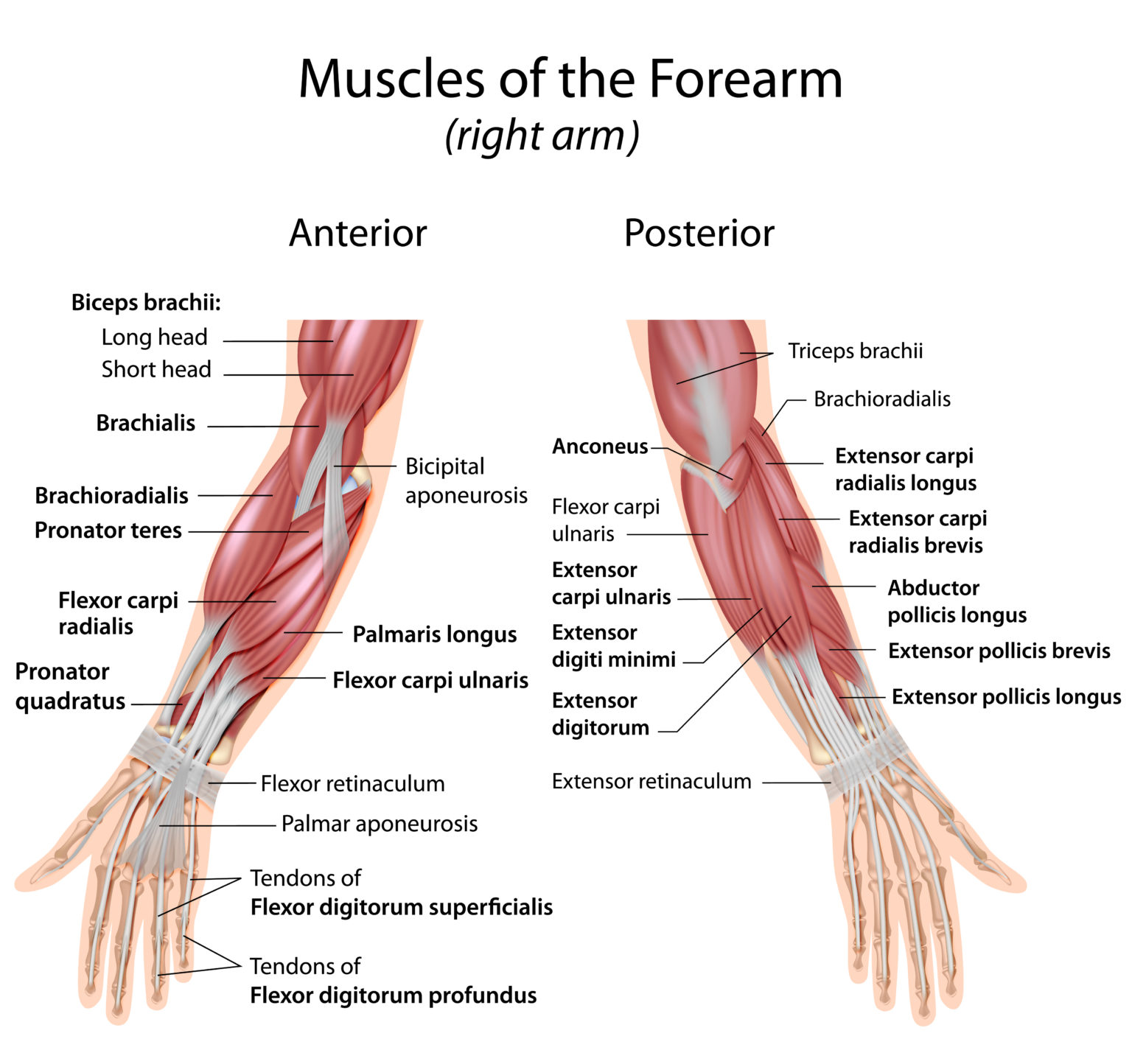 shutterstock-forearm-types-shogo-fitness-blog